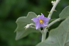 Solanum violaceum